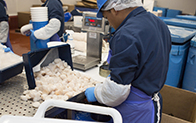 person in protective gear sorting frozen seafood